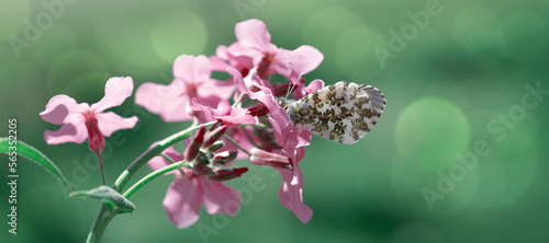 Butterfly flies over wild purple flowers in grass in rays of sunlight.