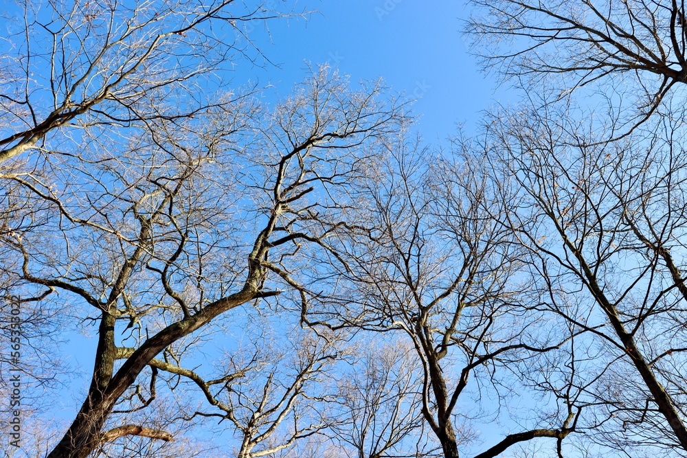 The bare tree branches with the bright blue sky. The bare tree branches with the bright blue sky.