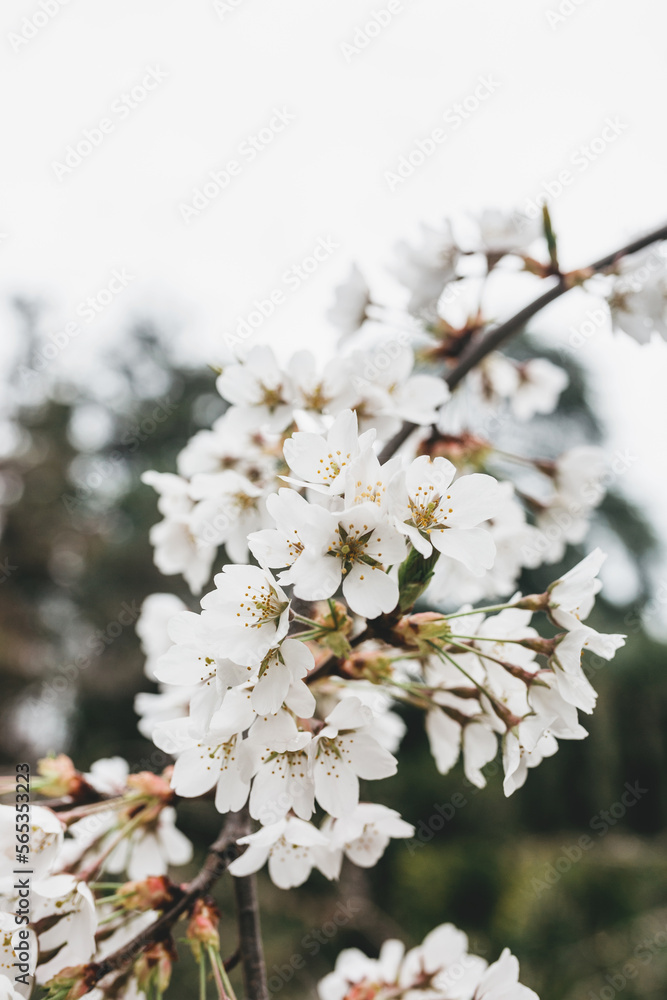 Cherry tree in white flowers. Blooming cherry tree flowers. Spring background Cherry tree in white flowers. Blooming cherry tree flowers. Spring background