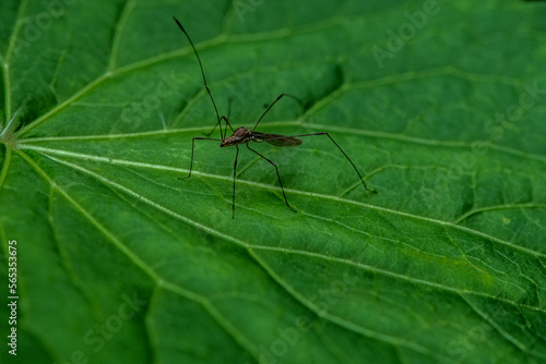 spider on a leaf