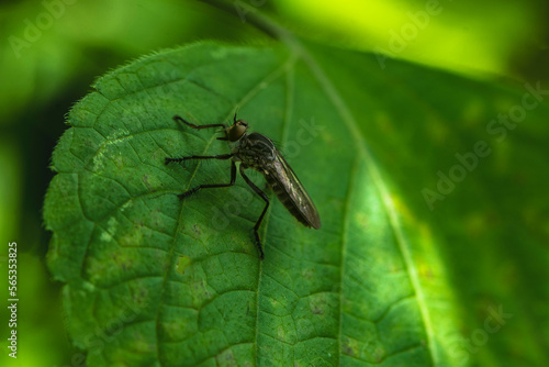 bug on a leaf © Nelson Hernández che
