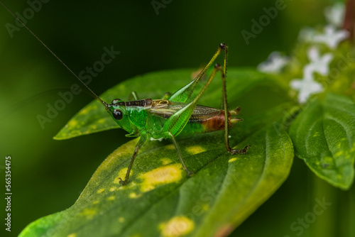 grasshopper on a leaf © Nelson Hernández che