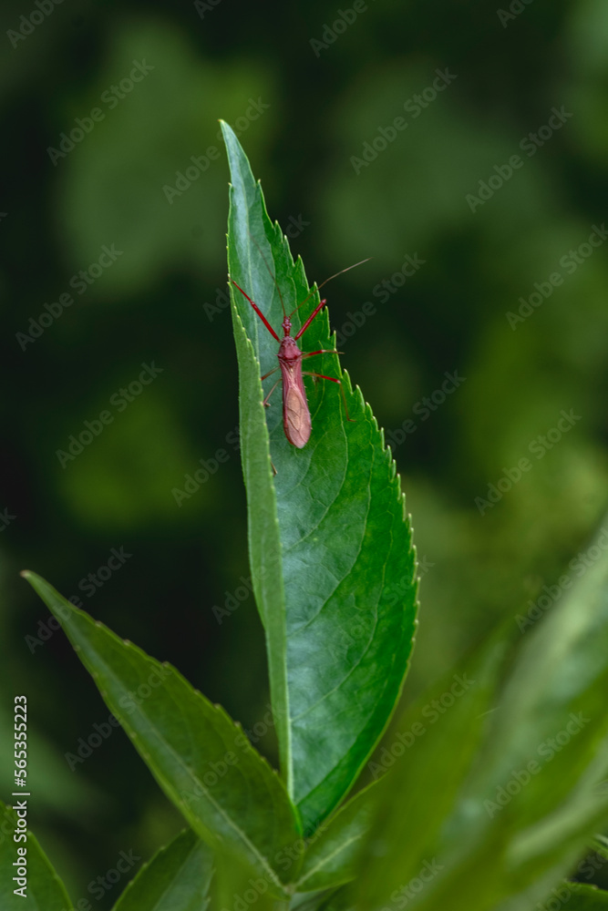 leaf beetle