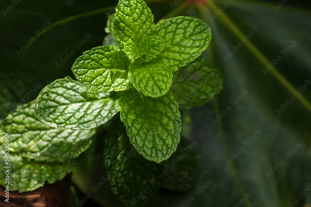 mint leaves on a green background mint leaves on a green background