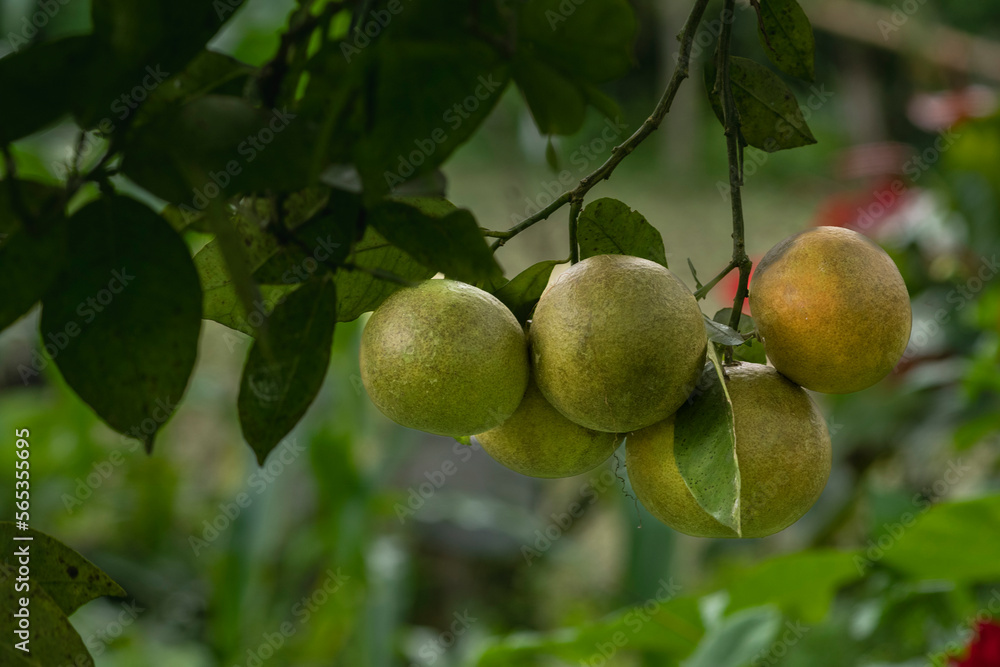 Citrus fruit on the tree in the garden, stock photo