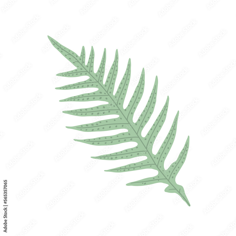 Fern frond. Tropical leaf. Vector forest concept