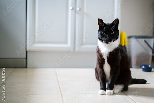 イギリスの黒が多い白黒猫