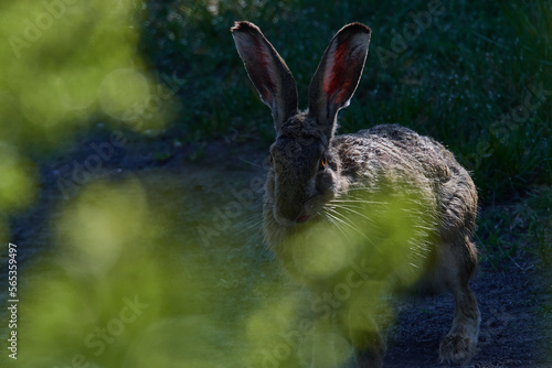 Feldhase im Sommer photo