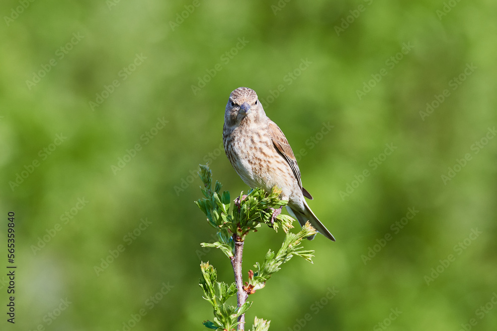 Fototapeta premium Bluthänfling (Linaria cannabina) Weibchen