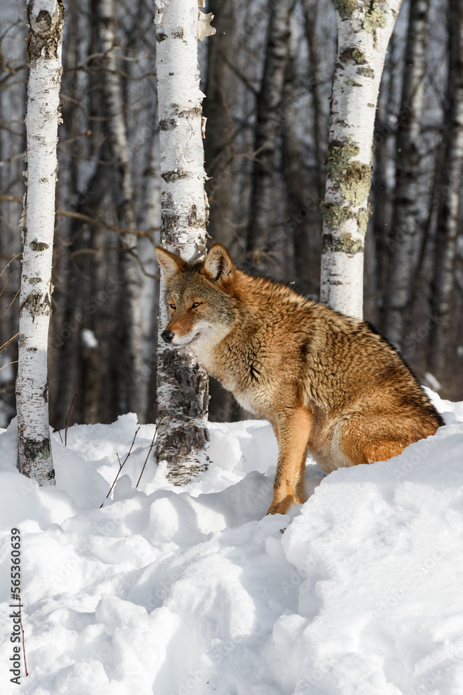 Coyote (Canis latrans) Sits Amongst Birch Trees in Woods Winter