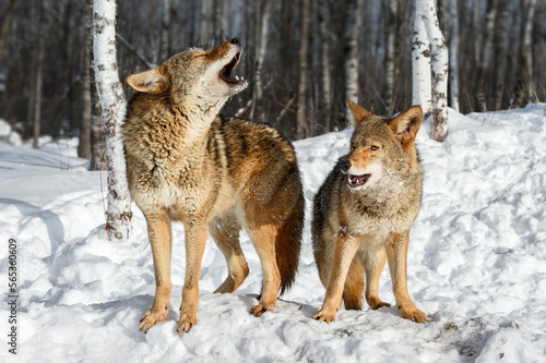 Coyotes (Canis latrans) Lift Heads to Howl Near Woods Winter © hkuchera