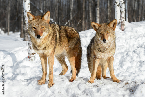 Coyotes  Canis latrans  Look Out Near Forest Ears Forward Winter