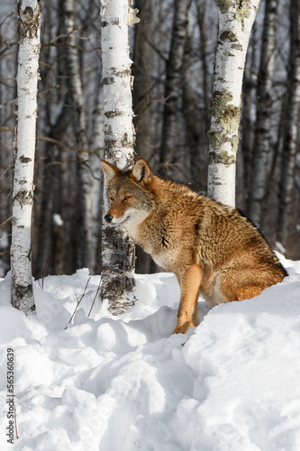 Coyote  Canis latrans  Sits Amongst Birch Trees in Woods Winter