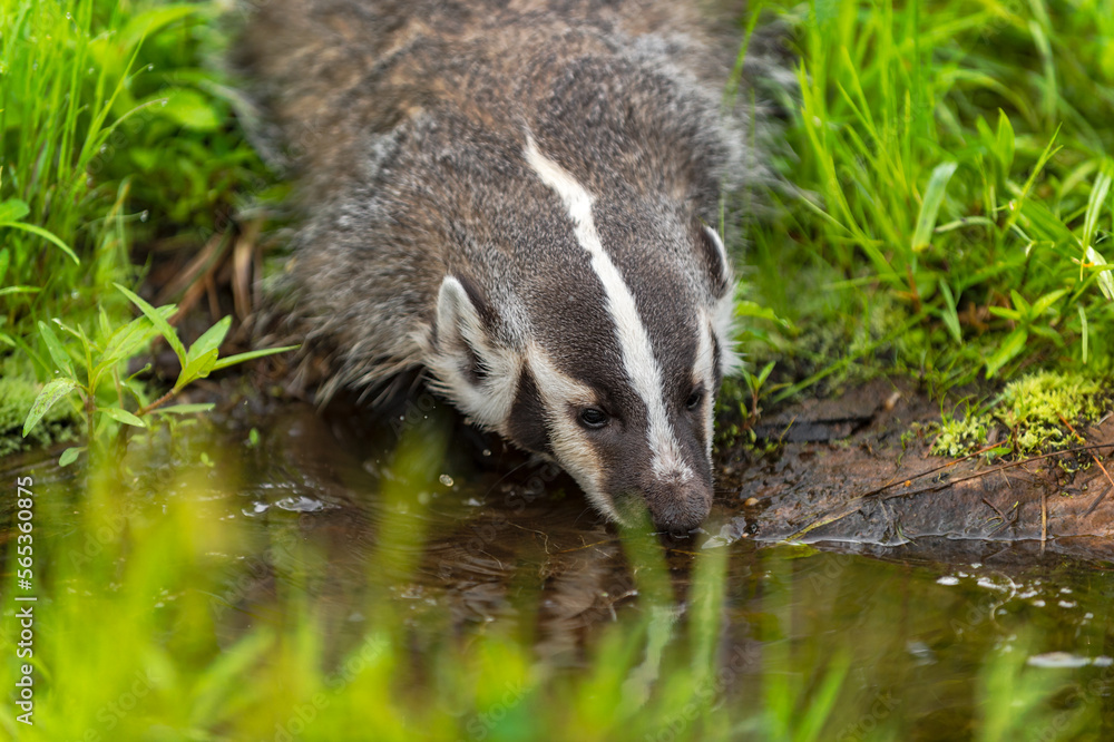 Obraz premium North American Badger (Taxidea taxus) Nose to Water of Small Pond Summer