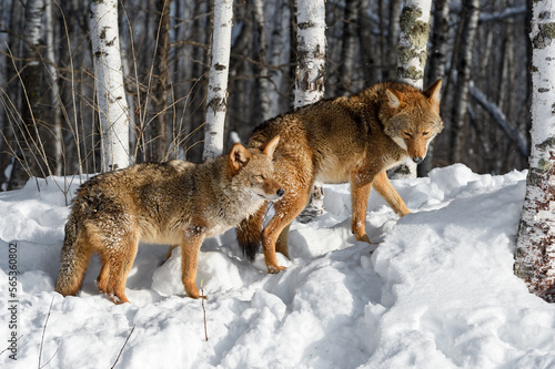 Two Coyotes  Canis latrans  Walk Up Embankment to Woods Winter