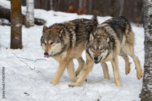 Wolves (Canis lupus) Run Together in Woods Winter © hkuchera
