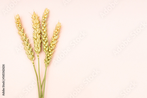 several dried spikelets on pink background close up with copyspace