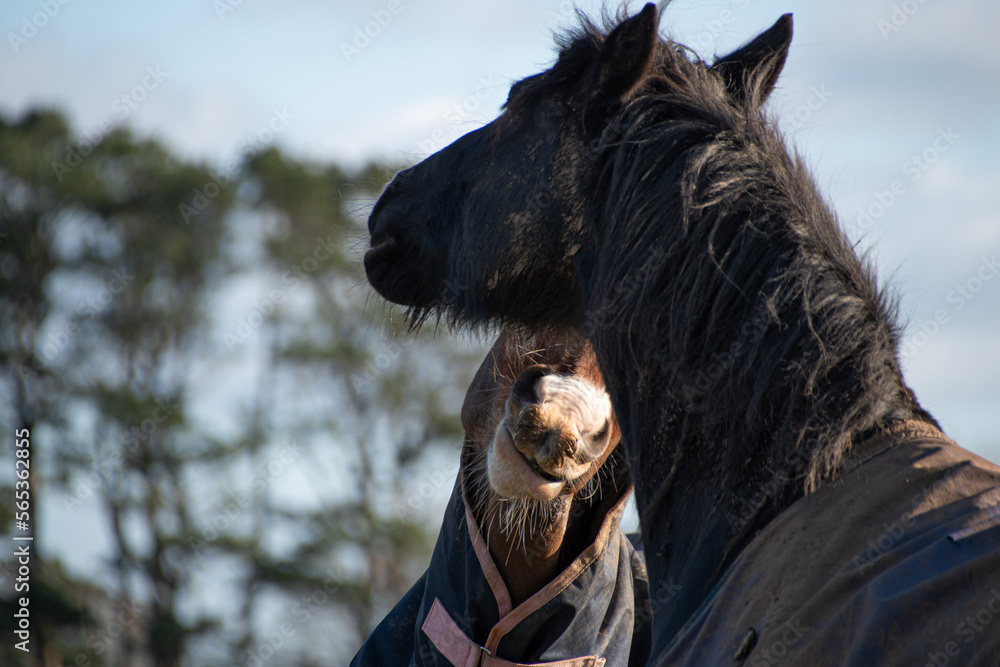 Fototapeta premium Two Horses in paddock greeting and biting each other