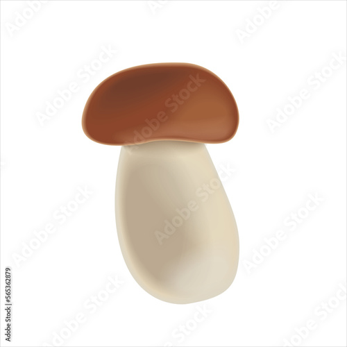 porcini mushroom with brown cap