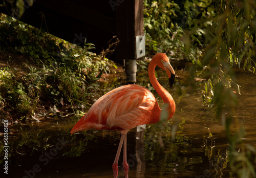 Flamingo Standing in the Water By Bushes