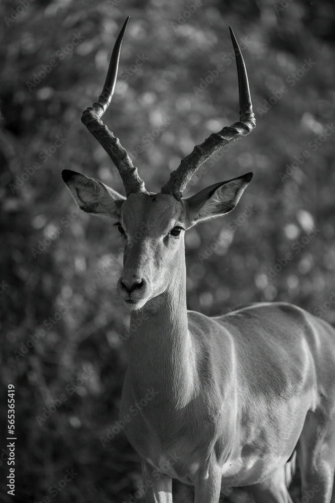 Mono close-up of common impala watching camera Mono close-up of common impala watching camera