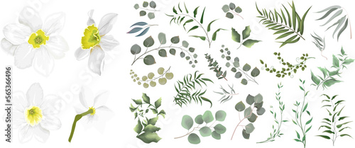 A large vector collection of flowers and plants. Juicy eucalyptus, white daffodil flower, green plants and leaves. All elements are isolated 