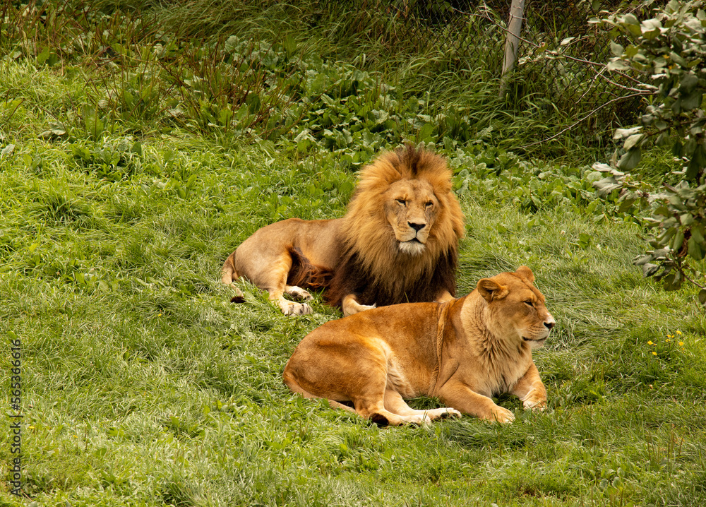 Lion and Lioness Lying in the Grass Lion and Lioness Lying in the Grass