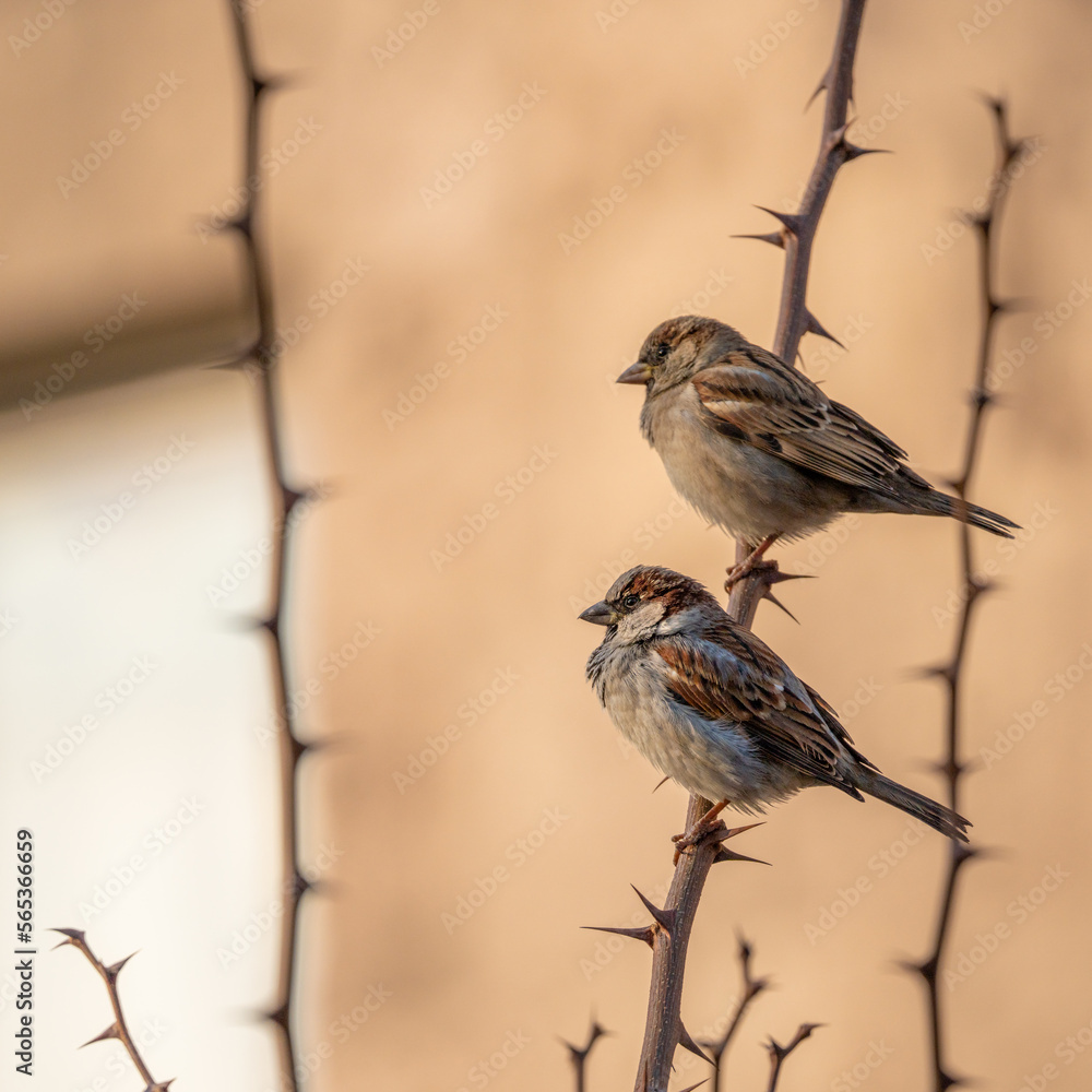 Fototapeta premium sparrow on a branch while sunset