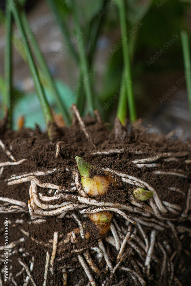 Plant and its roots growing in the ground