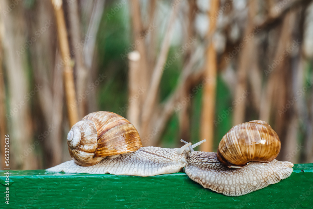 Helix pomatia (Roman snail, Burgundy snail, edible snail, escargot) is