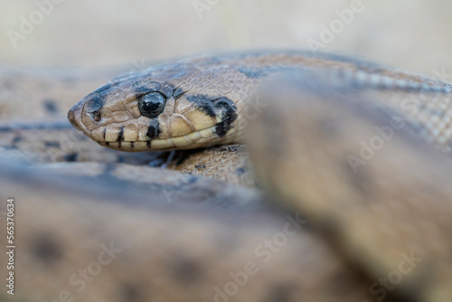 Head of wild ladder snake photo