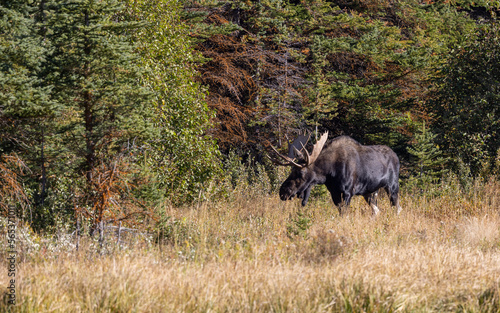 Bull Moose During the Rut in Wyoming in Autumn