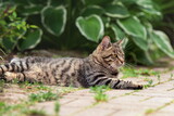 Cute young tabby cat lying down in the yard at countryside