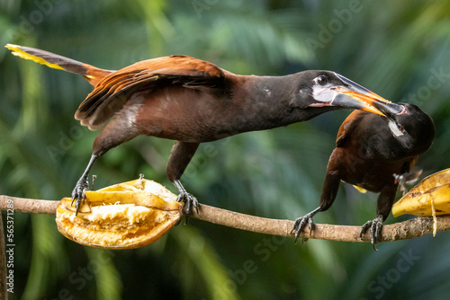 Ein Montezumastirnvogel füttert sein links sitzendes Junges mit Banane photo