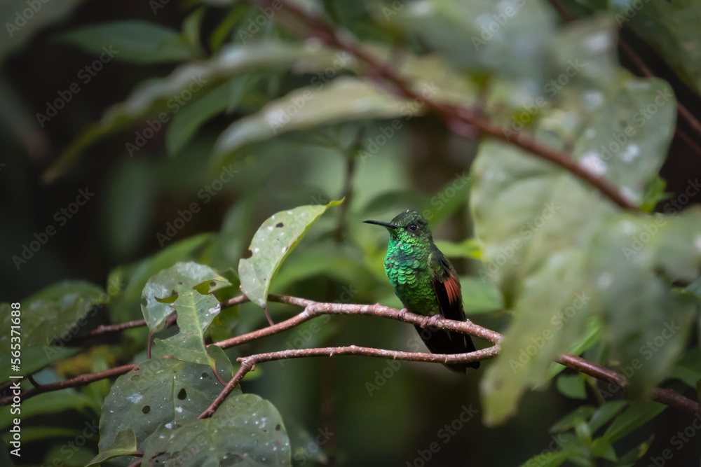 Small hummingbird sitting on tree branch Small hummingbird sitting on tree branch