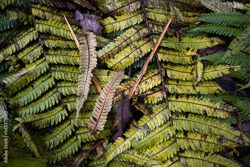 Dry leaves of exotic plant of fern