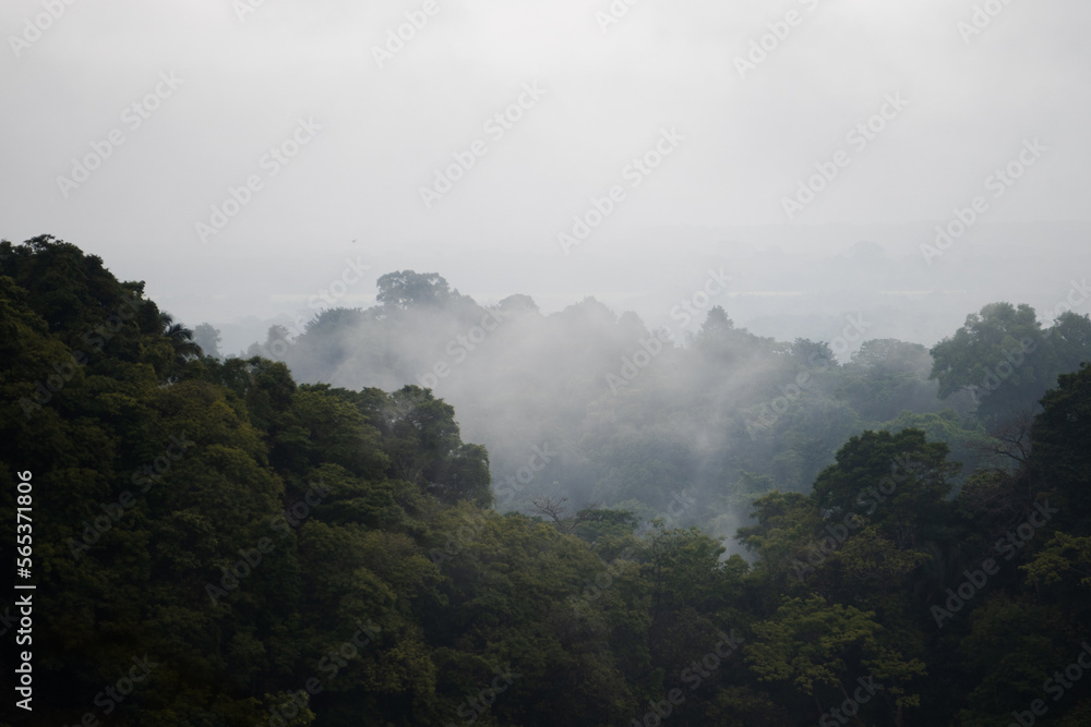 Misty landscape of forest in foggy day Misty landscape of forest in foggy day