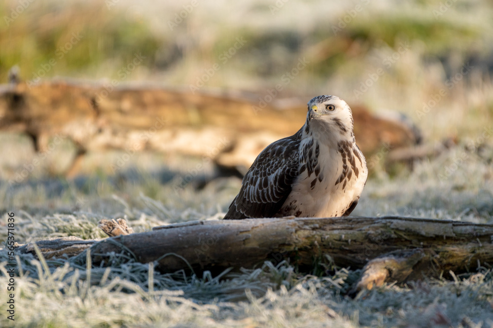 Fototapeta premium Buse