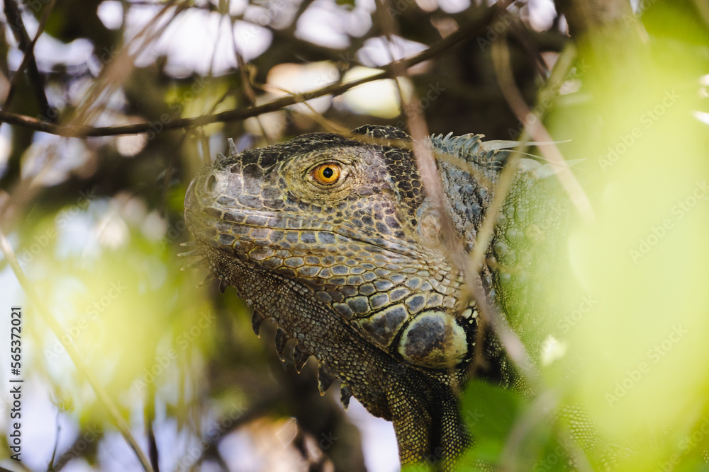 Green iguana relaxing near tree in forest Green iguana relaxing near tree in forest