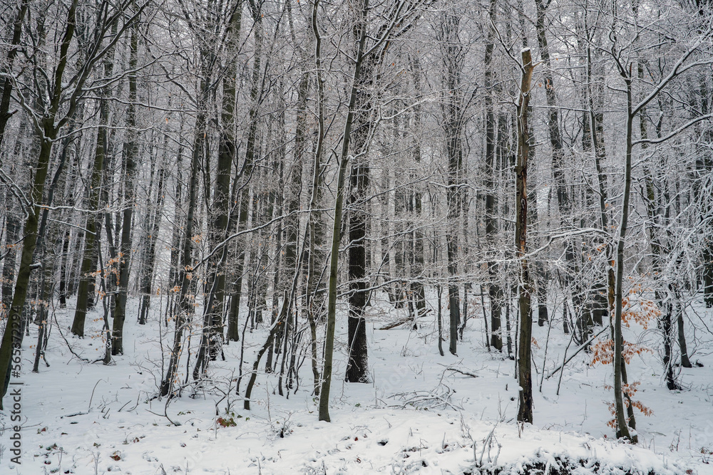 Mountain landscapes in winter with frozen trees and snow Mountain landscapes in winter with frozen trees and snow