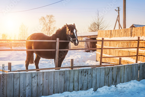 Ethnographic Museum, barnyard and horse, Katskari village, Martynovo village photo