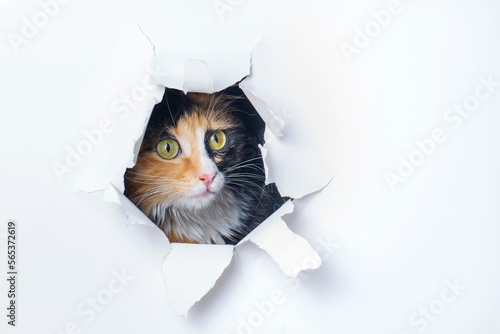Cute calico cat animal clim...