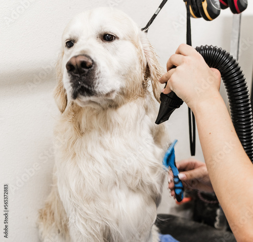 Dogs at pet groomer