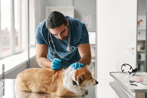 Young vet doctor with small flashlight examining skin of sick corgi dog