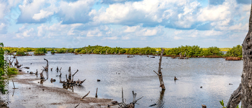 Nationalpark Punta Sur in Cozumel. Abgestorbene Bäume und neugepflanzte Mangroven im Naturschutzgebiet, Panorama.