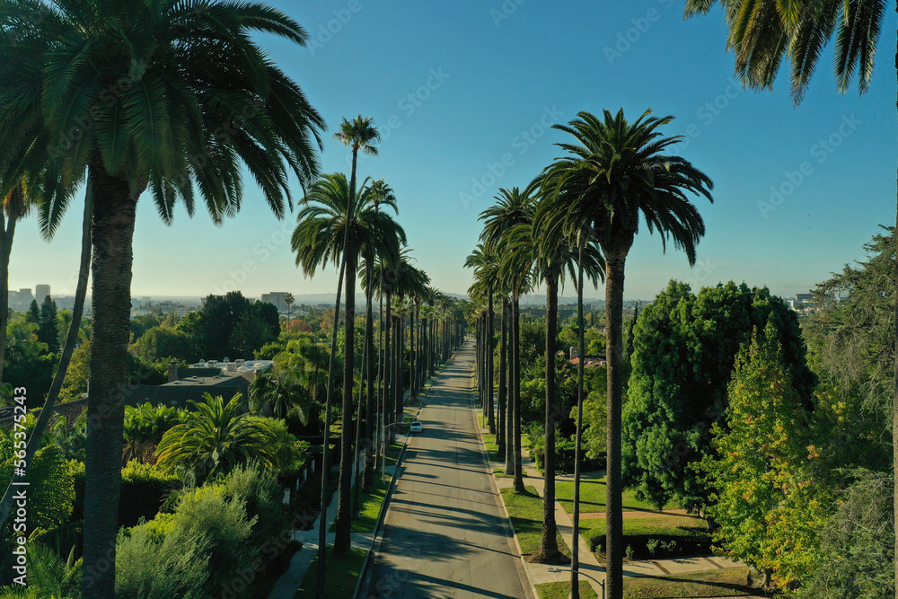 Palm tree lined street in Beverly Hills, CA Palm tree lined street in Beverly Hills, CA