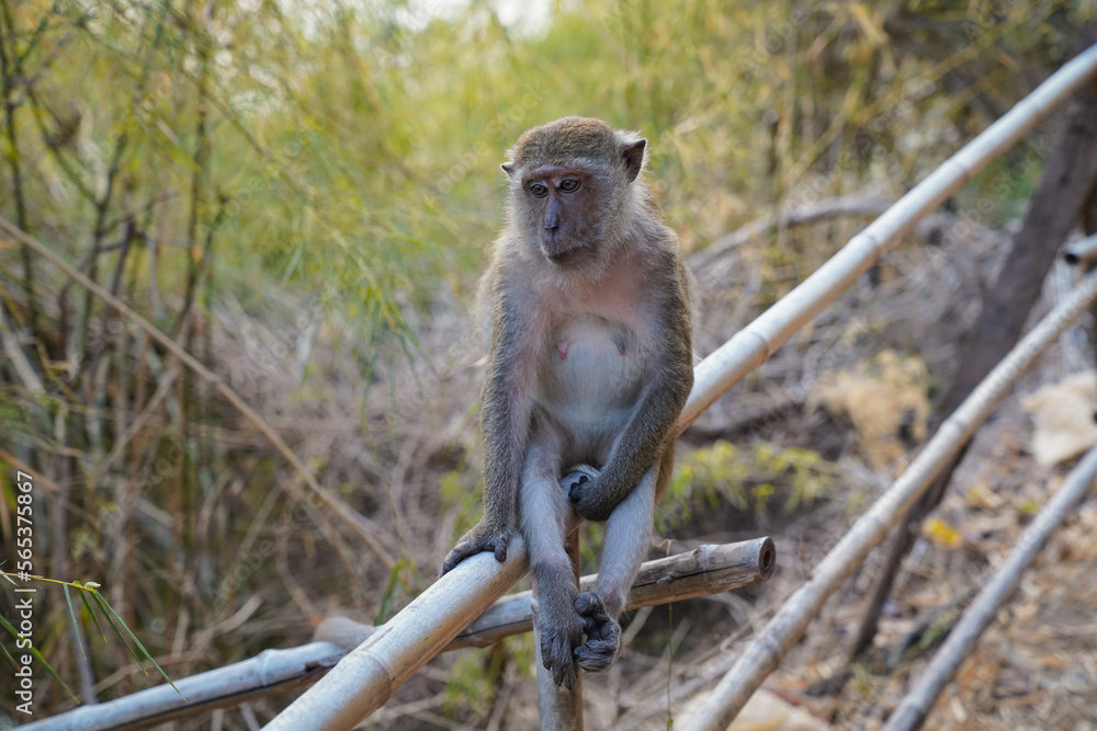 Obraz premium Long-tailed monkey macaque in the forest