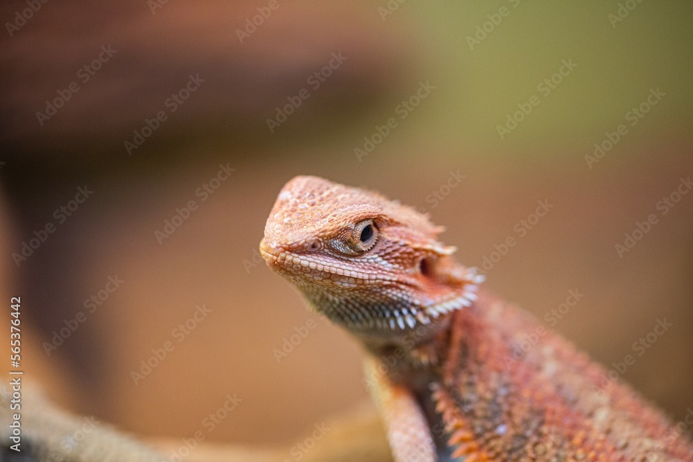 Close up of Bearded Dragon lizard in pet store Close up of Bearded Dragon lizard in pet store