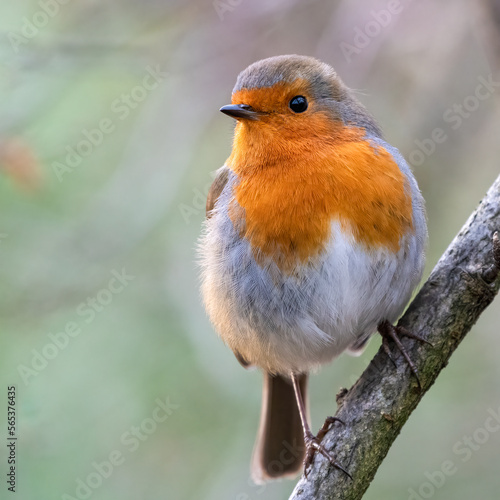 Fotografía European robin (Erithacus rubecula) portrait, Edinburgh, Scotland