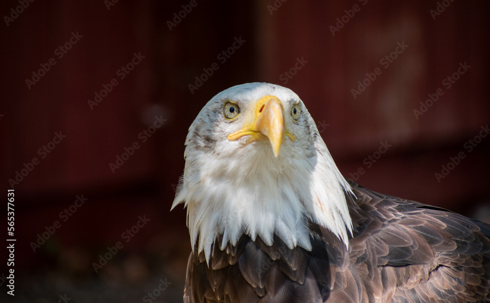 Obraz premium bald eagle